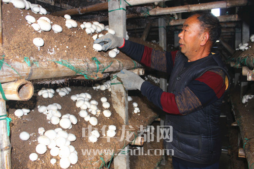 周口項(xiàng)城：食用菌種植基地內(nèi)，工人正在查看雙孢菇長(zhǎng)勢(shì)